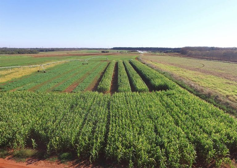 A agricultura também é responsável por 90% do desmatamento global e utiliza 70% da água doce do planeta, devastando as espécies que habitam esses locais.