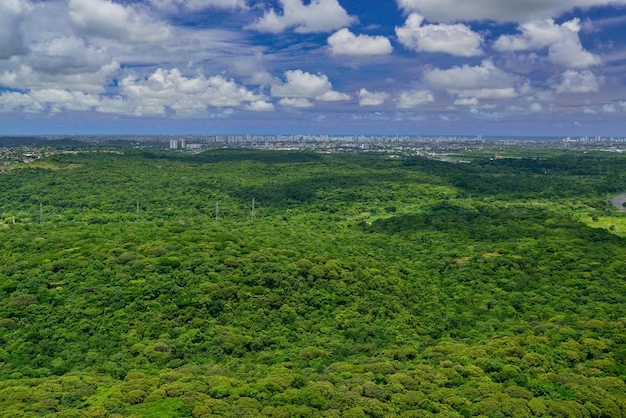 Mata Atlântica perto da cidade de Recife, em Pernambuco