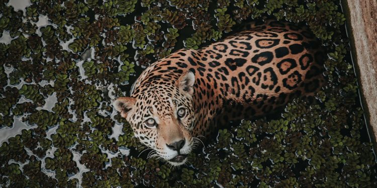 Habitats da onça-pintada na América Latina: um ativo que vale até US$ 4 bilhões anuais