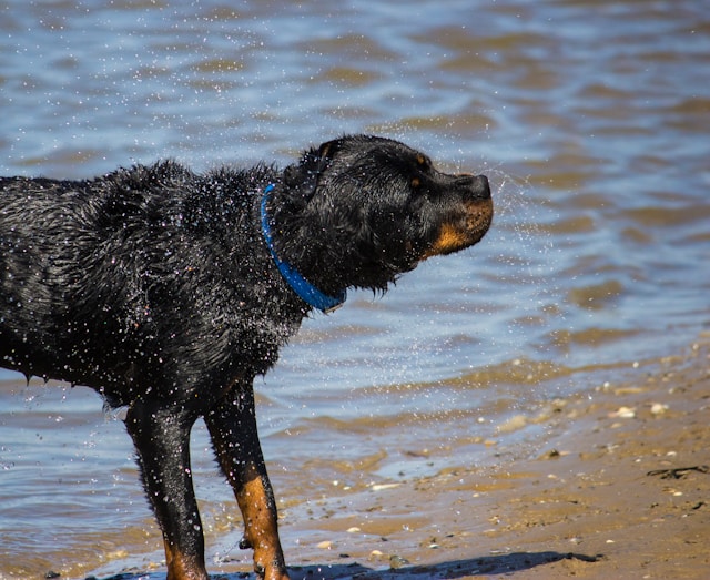 O ato feito pelos cães, na verdade, não tem relação com a vontade de se secar e revela um mecanismo biológico muito mais complexo