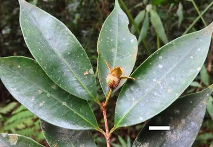 Registro da nova espécie de árvore Eugenia Rufula, encontrada em São Paulo