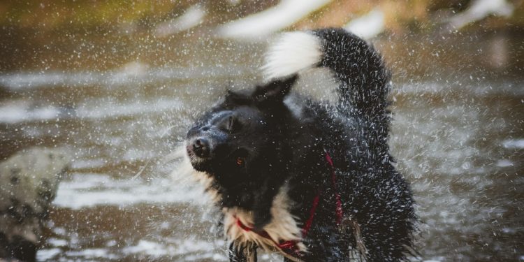 Neurociência explica por que cães molhados se sacodem para secar