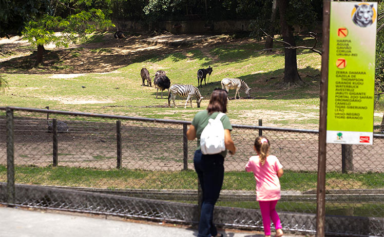 O Parque Zoológico de São Paulo possui raridades e animais em extinção, como o mico leão dourado e a espécie de sagui ameaçada