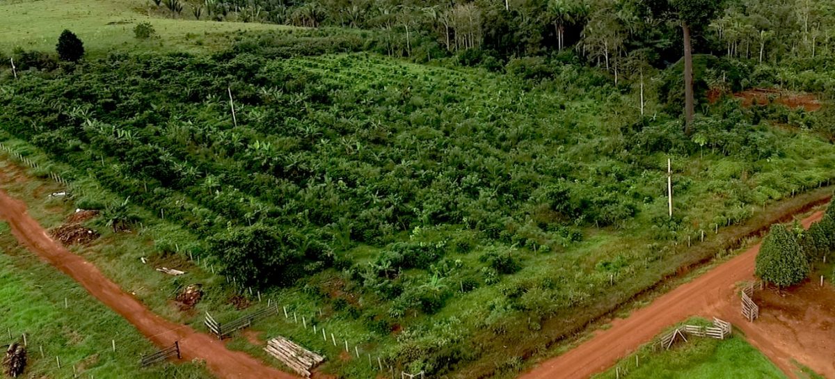 Café Apuí Agrofloresta