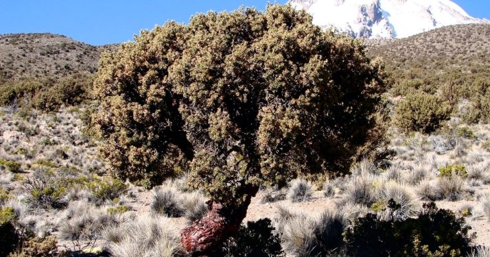 Bosques de polylepis da Cordilheira dos Andes, a "árvore-nuvem", ajudam a abastecer as nascentes do rio Amazonas