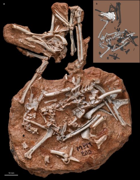 Fósseis de Navaornis hestiae, atualmente depositados no Museu de Paleontologia de Monte Alto, no estado de São Paulo