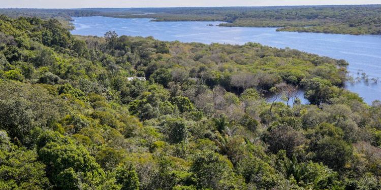 Queimadas na Amazônia empobrecem biodiversidade e comprometem seu papel no combate às mudanças climáticas