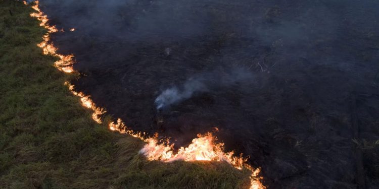 55% da área queimada em 2024 foi na Amazônia, apontam dados