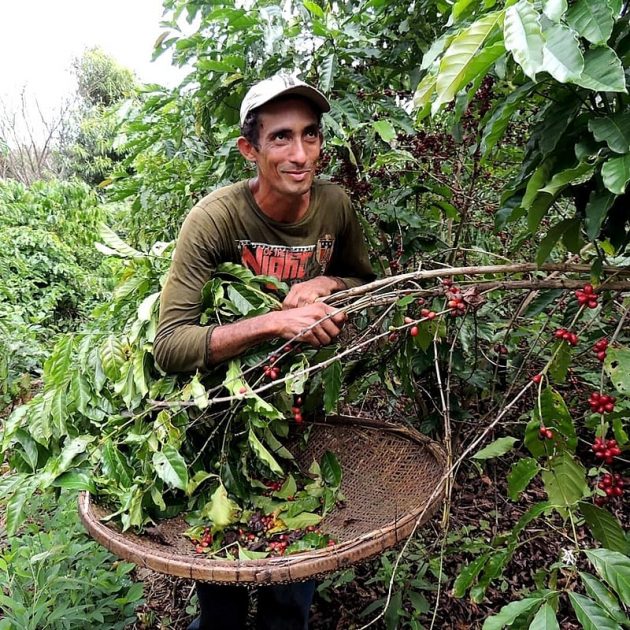 Mais de 30 famílias participam do projeto Café Apuí, que introduziu o cultivo de café agroflorestal.