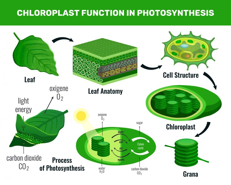 Cloroplasto convertendo energia luminosa em açúcar como alimento para células de plantas verdes - esquema de elementos infográficos sobre fotossíntese.