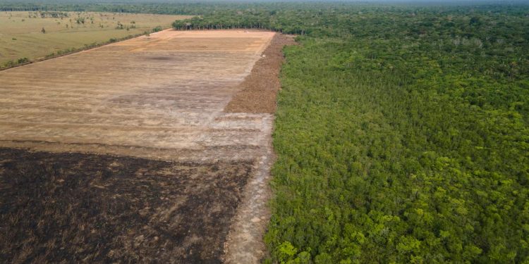 A expansão agrícola e pecuária nas proximidades e dentro da Amazônia Legal tem impulsionado o desmatamento