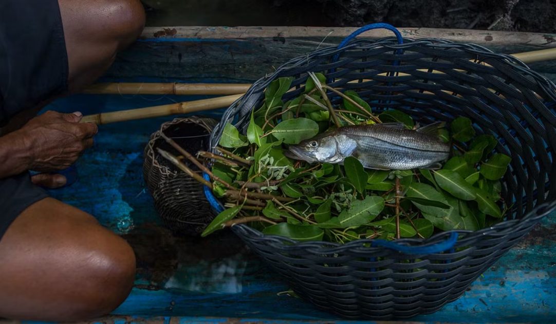 O aumento da temperatura das águas, a extensão de áreas de cultivo e o impacto de pragas são fatores que afetam a garantia de sucesso de atividades importantes em nível local, como a pesca.