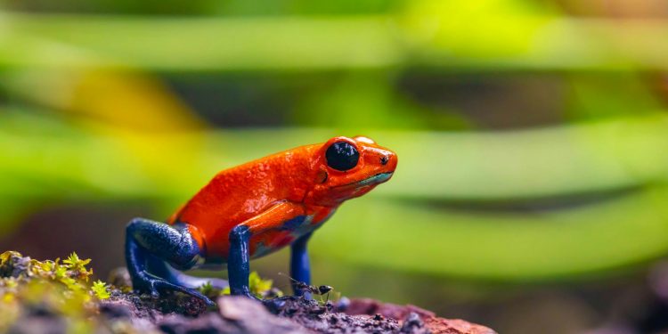 Estudo desvenda origem das cores em plantas e animais - e para que servem