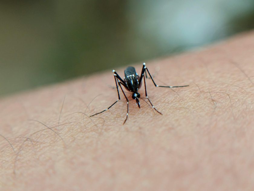 Aumento dos casos de dengue nas Américas pode ser impulsionado por mudanças climáticas