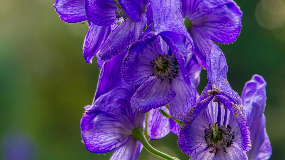 Estudo desvenda origem das cores em plantas e animais - e para que servem