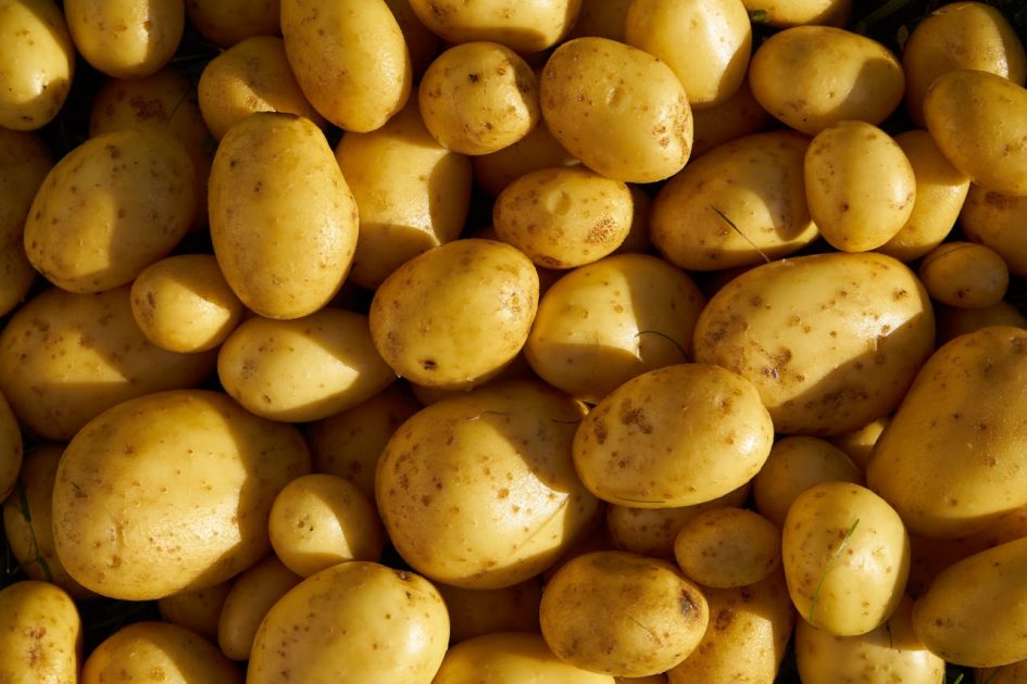 Cientistas chineses estão desenvolvendo batatas resistentes ao calor como forma de enfrentar riscos de segurança alimentar no cultivo tradicional do alimento