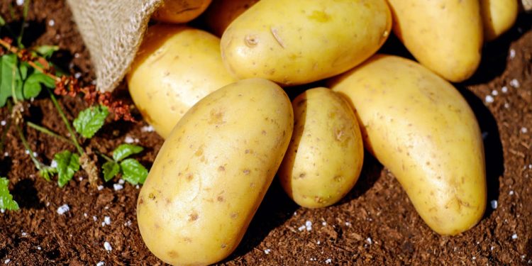 Cientistas da China estão desenvolvendo batatas resistentes ao aquecimento global