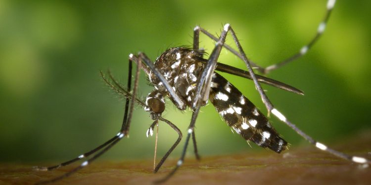 Aumento dos casos de dengue nas Américas pode ser impulsionado por mudanças climáticas