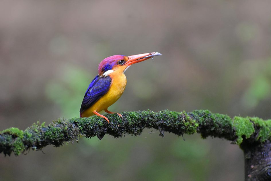 Os animais utilizam cores de diversas maneiras, como camuflagem e regulação térmica