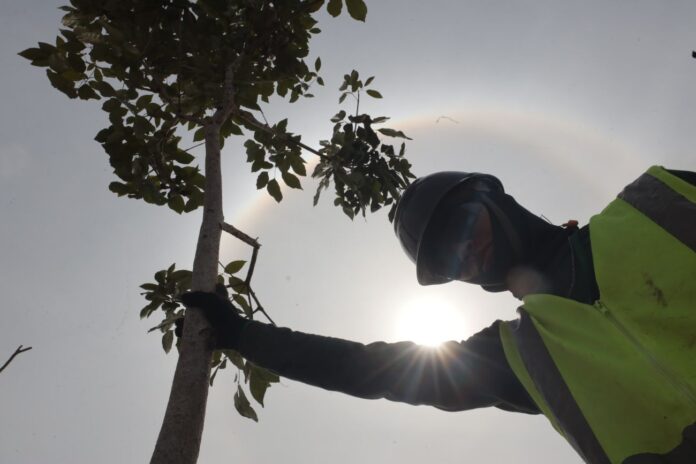Para COP30 em Belém, mais de mil árvores já foram plantadas na cidade