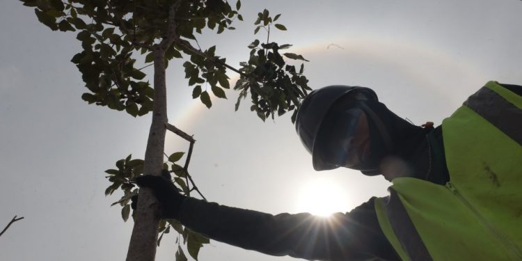 Para COP30 em Belém, mais de mil árvores já foram plantadas na cidade