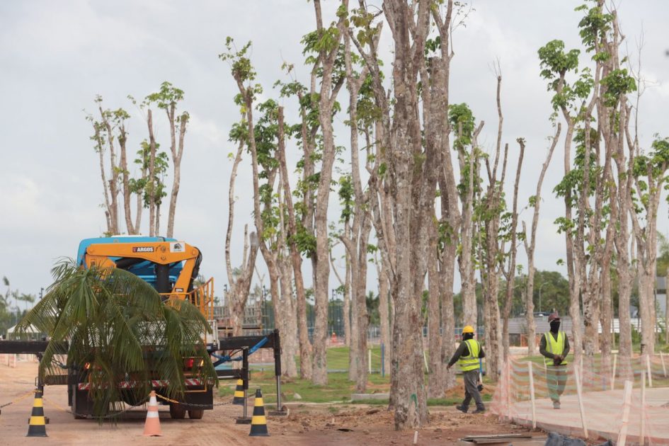 Para COP30 em Belém, mais de mil árvores já foram plantadas na cidade.