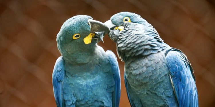 Rara arara-azul-de-lear nasce em São Paulo