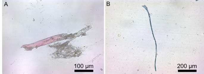 Microplásticos encontrados em pepinos-do-mar coletados no ano 2000 a oeste da Ilha Anvers, região da Península Antártica. A) Fibra de poliamida; B) Fibra de poliamida e poliéster. Os espécimes estão depositados na coleção da Universidade do Havaí, em Manoa.