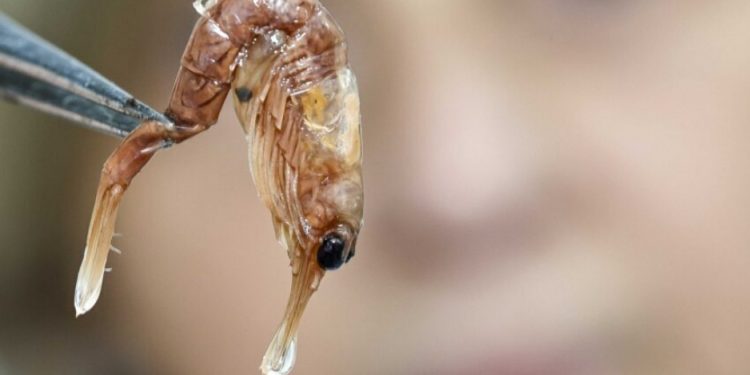 A bióloga e oceanógrafa Mônica Petti analisa um misidáceo (crustáceo parecido com um camarão) do gênero Ophionotus, um dos animais marinhos coletados na Antártida que integra a Coleção Biológica Prof. Edmundo F. Nonato do Instituto Oceanográfico da USP (ColBIO), da qual ela é curadora.