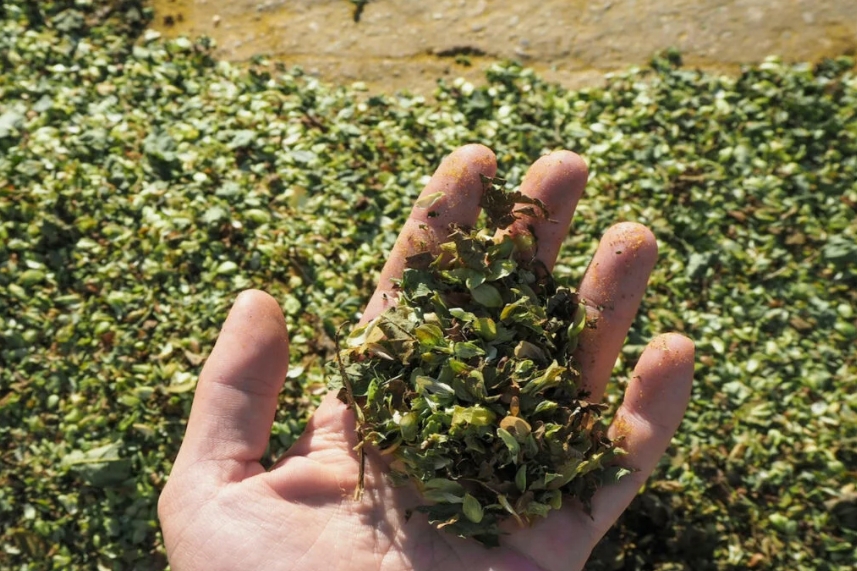 Apenas 20% da planta de lúpulo colhida é processada, grande parte acaba no lixo.