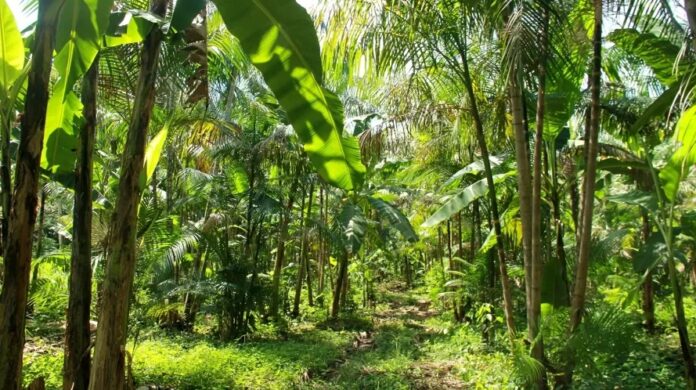 Produção e conservação avançam com agroflorestas no Brasil.