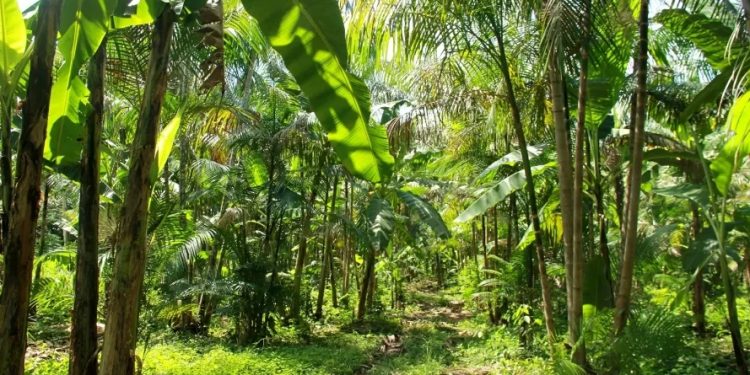 Produção e conservação avançam com agroflorestas no Brasil.