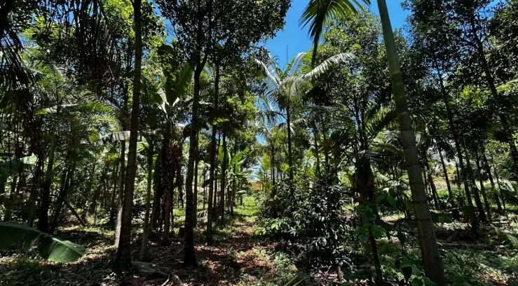 Agrofloresta em Pindamonhangaba (SP) conta com madeiras nobres, banana, palmito e frutas típicas da Mata Atlântica.