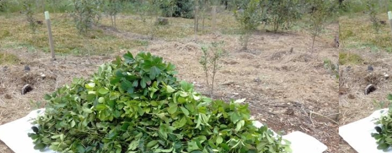 Folhas de erva-mate colhidas no município da Lapa, PR em agosto de 2017.