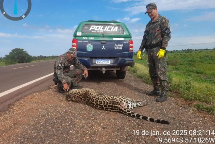 Colisões na BR-262 matam 200 animais silvestres ao mês.