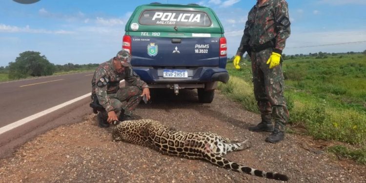 Colisões na BR-262 matam 200 animais silvestres ao mês.