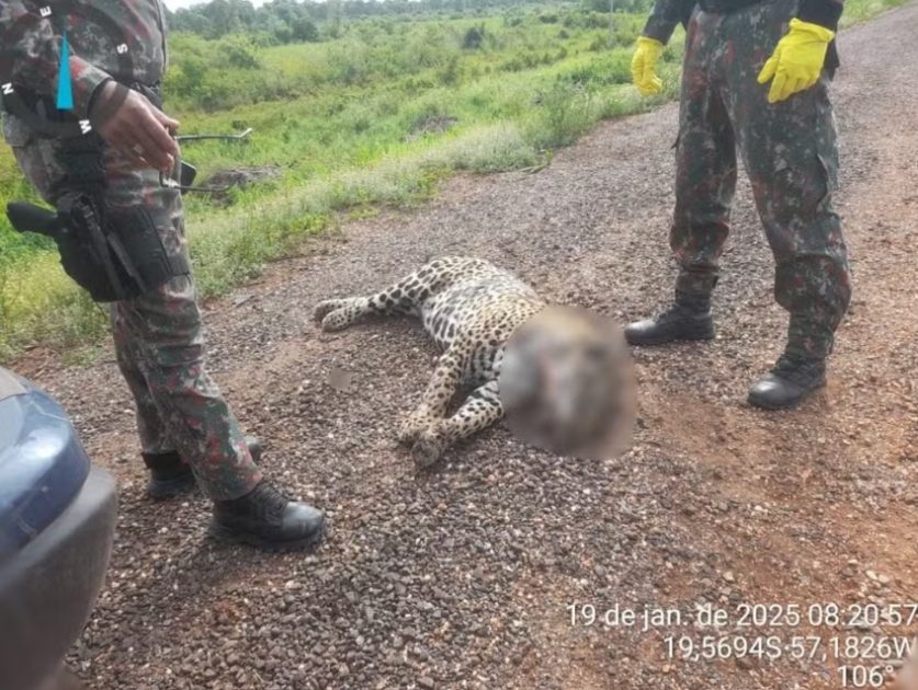 Colisões na BR-262 matam 200 animais silvestres ao mês.