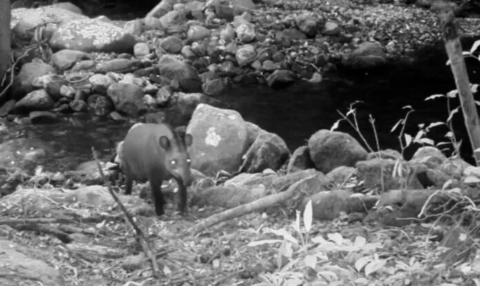 Após 100 anos sem registros, antas são vistas no Rio de Janeiro