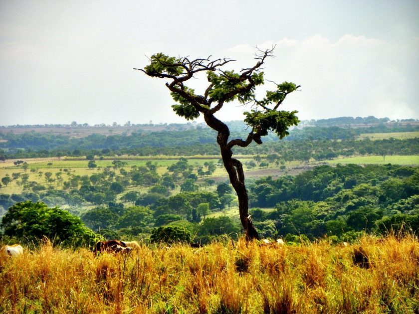 O Cerrado brasileiro é a savana mais biodiversa do mundo