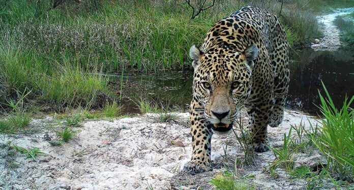 Matar animais silvestres no Brasil gera multa de até R$ 5 mil; entenda