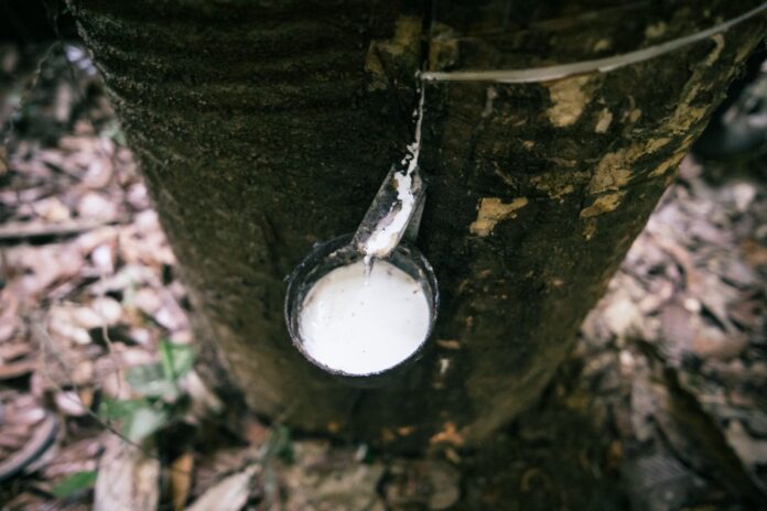 Seringueira, árvore da qual é extraído o látex e produzida a borracha da Amazônia