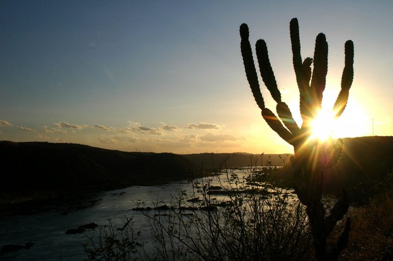 Caatinga, habitat da arara-azul-de-lear.