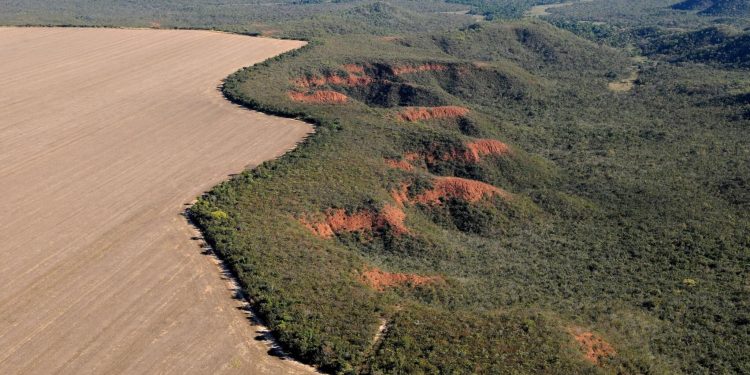 Projeto em MT pode transformar áreas da Amazônia em Cerrado