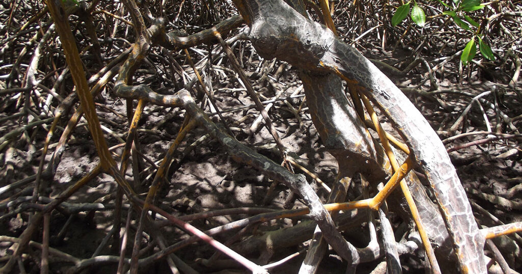 As raízes aéreas do mangue são essenciais para diminuir a erosão causada pelas ondas e preservar as zonas costeiras.