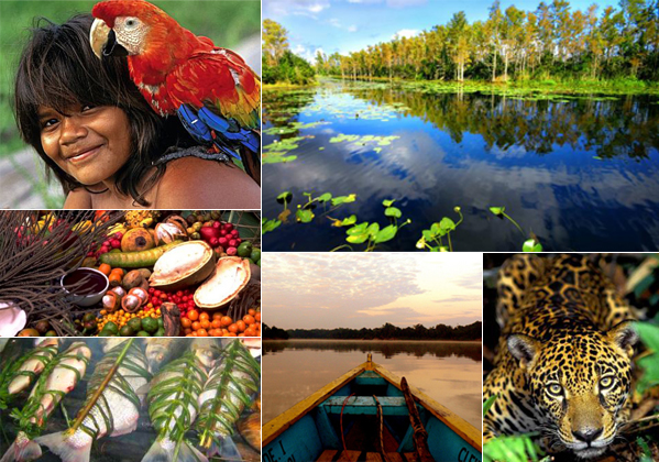 Amazonia biodiversidade