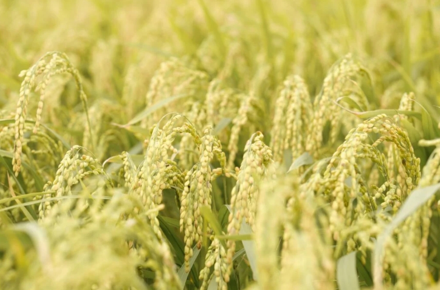 Novo tipo de arroz emite 70% menos metano e rende mais.