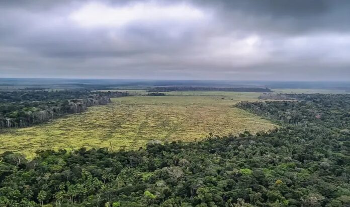 Desmatamento no Amazonas pode causar R$ 15 bi de prejuízo em 30 anos.