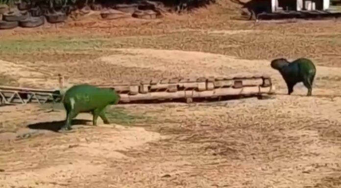 Capivaras verdes flagradas na Argentina são fruto de desequilíbrio ambiental.