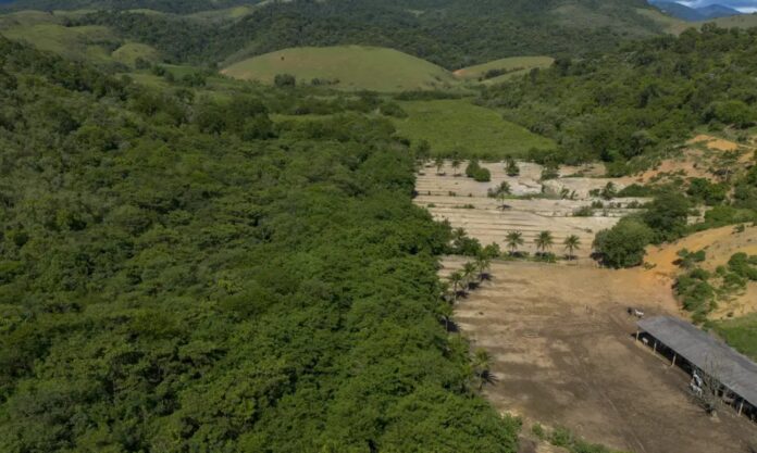 Atividades econômicas ilegais ampliaram desmatamento na Mata Atlântica.