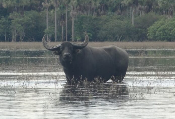 Búfalos na Amazônia ameaçam reserva natural em Rondônia com desertificação.